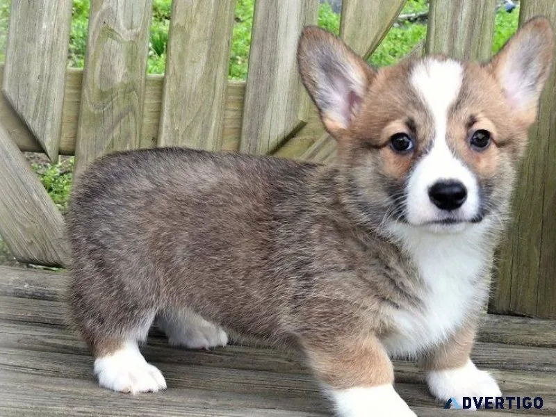 Full Blooded Pembroke Welsh Corgi Puppies