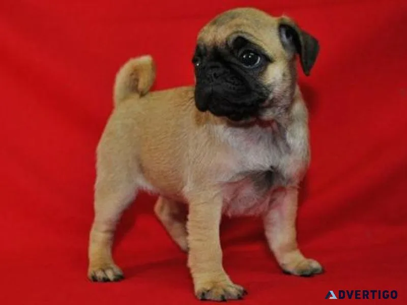 Home raised Pug Puppies. Fawn and Black pups