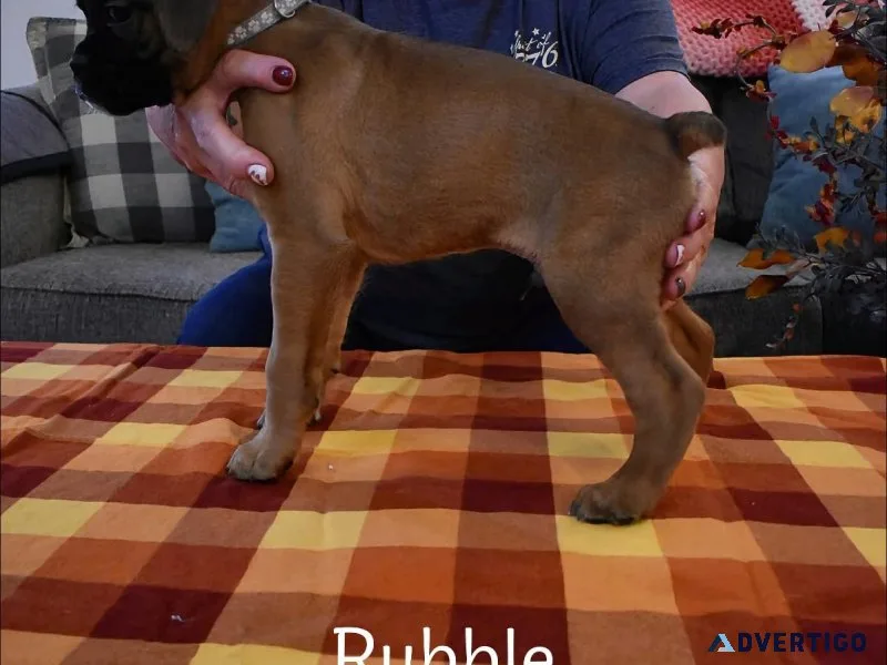 Puppies for sale