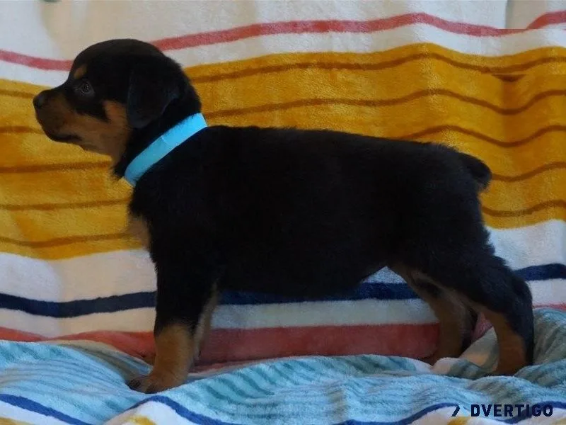 AKC male and female Rottweiler puppies