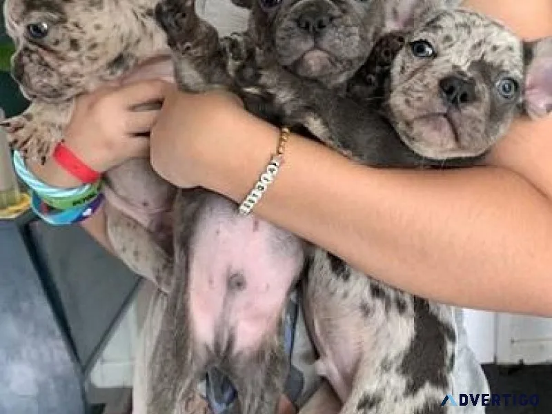 Gorgeous French Bulldog Pups