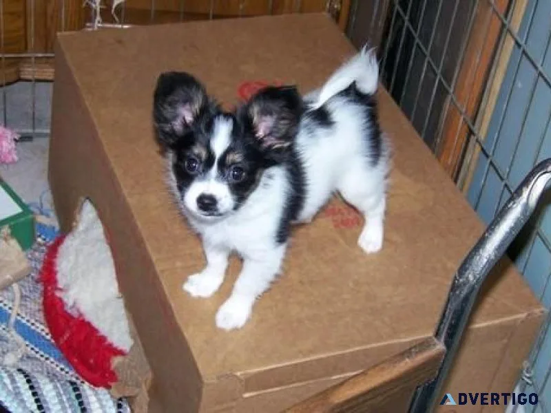 Gorgeous Papillon puppies