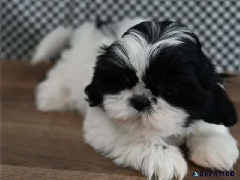 Stunning Shih Tzu Puppies. Boys and girls
