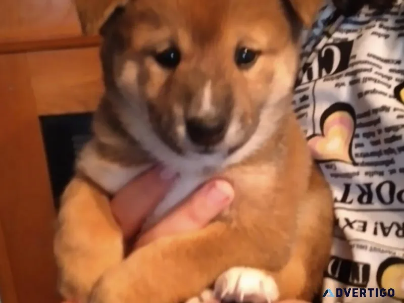 Shiba Inu