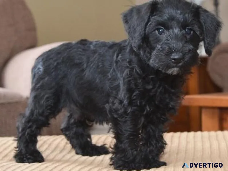 AKC Schnoodle puppies for sale.