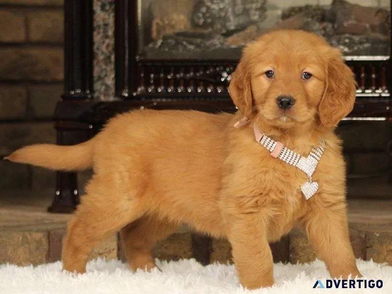 AKC Registered Golden Retriever Puppies