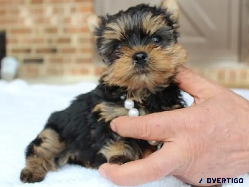 Tiny Yorkshire Terrier Puppies for sale