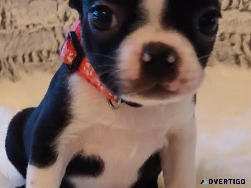 AKC Boston Terriers