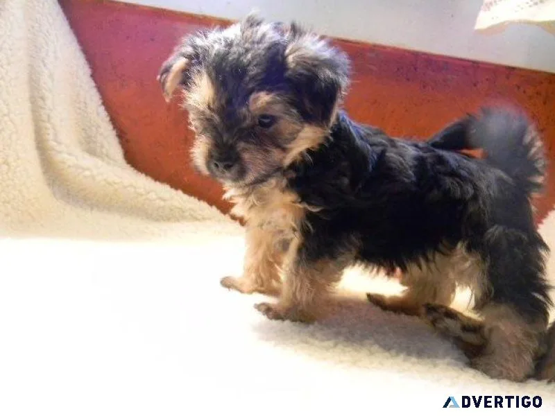 Adorable MorkieYorktese puppies ready now