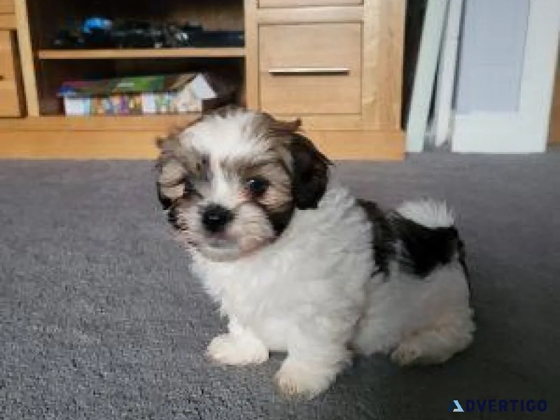 Cutest Lhasa Apso Puppiesmale and female