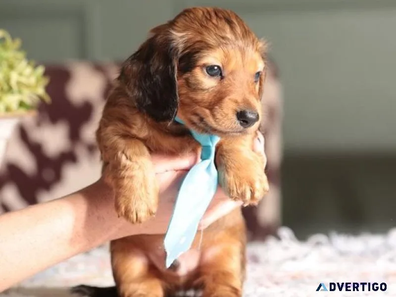 Mini Dachshund puppies for sale.