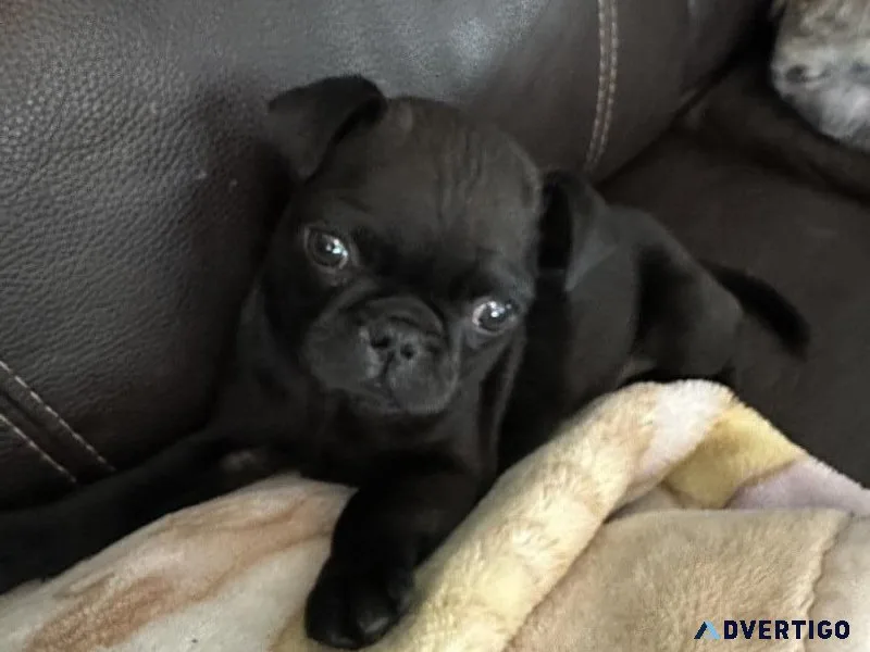 Black pug