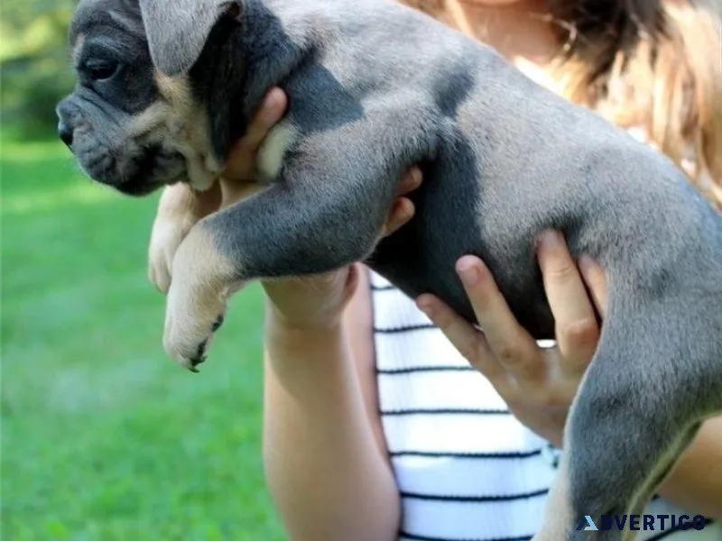 Well Socialized Olde English Bulldogge Puppies