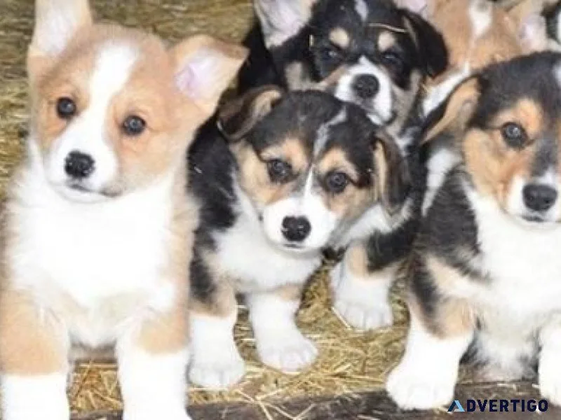 Home raised Pure Pembroke Welsh Corgi puppies