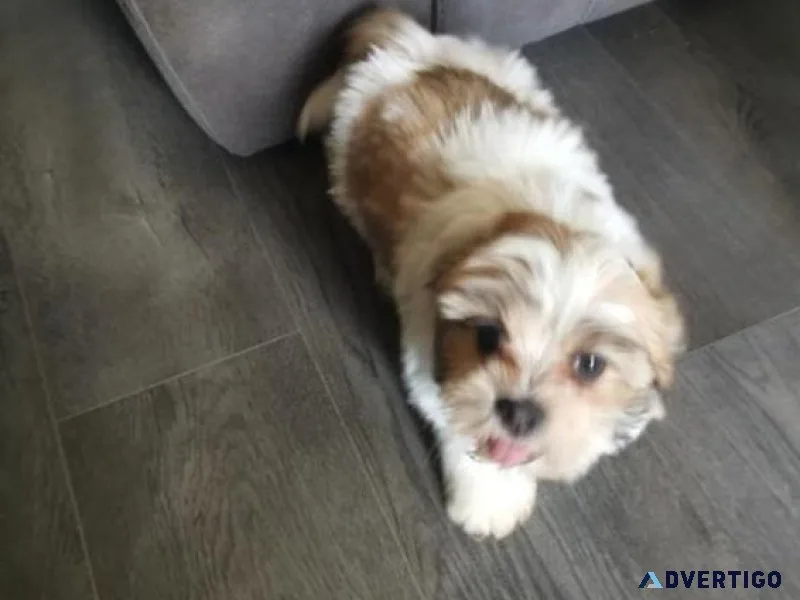 Adorable Lhasa Apso Puppies