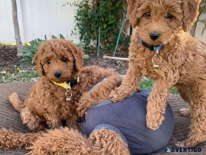 Healthy Toy Poodle puppies for sale.