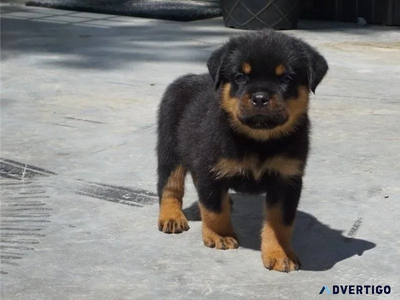 Home Raised Rottweiler Puppies ready to go