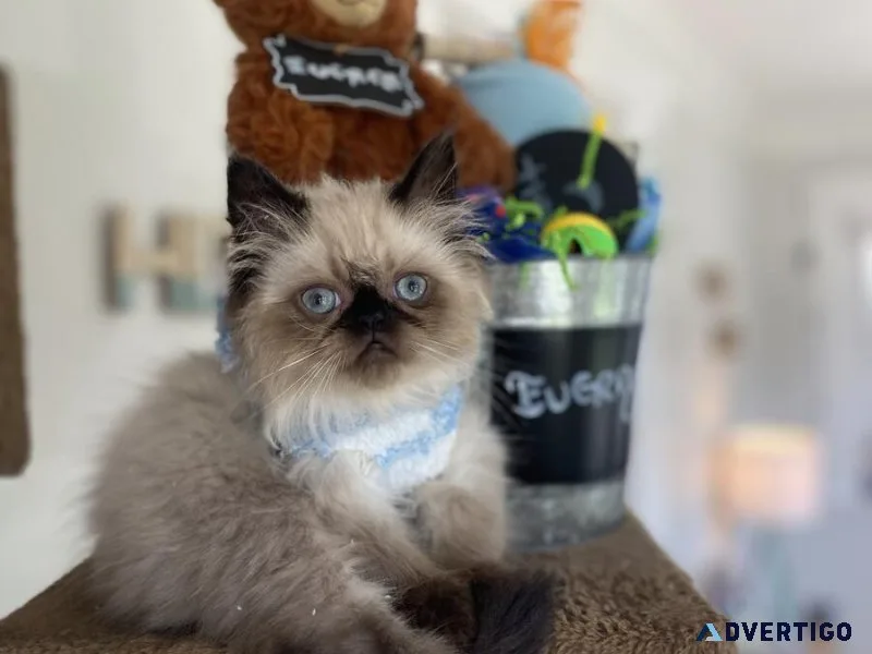 Big Bones Male and Female Himalayan Kittens Available Now
