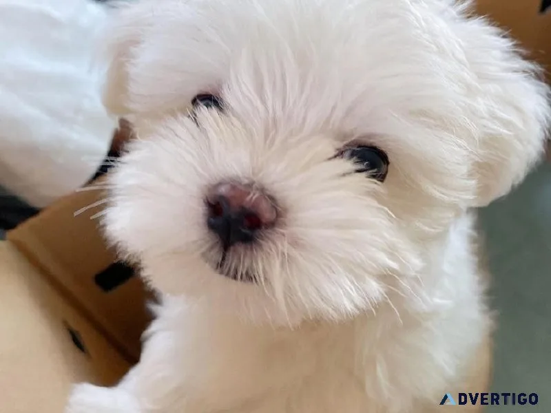 Registered Teacup Maltese puppies ready for adoption.