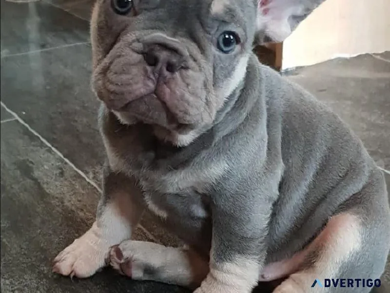 Cute French Bulldog Puppies
