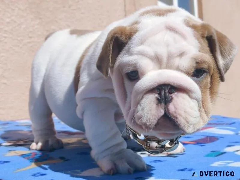 AKC English Bulldog Puppies for sale