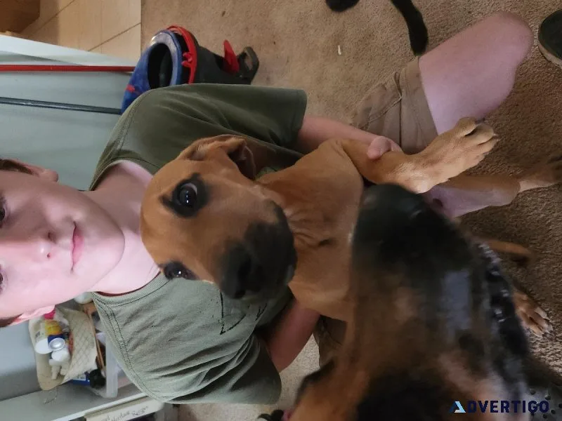Small rehoming fee