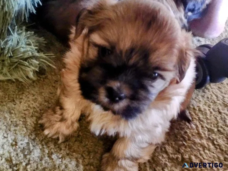 Shih Tzu babies