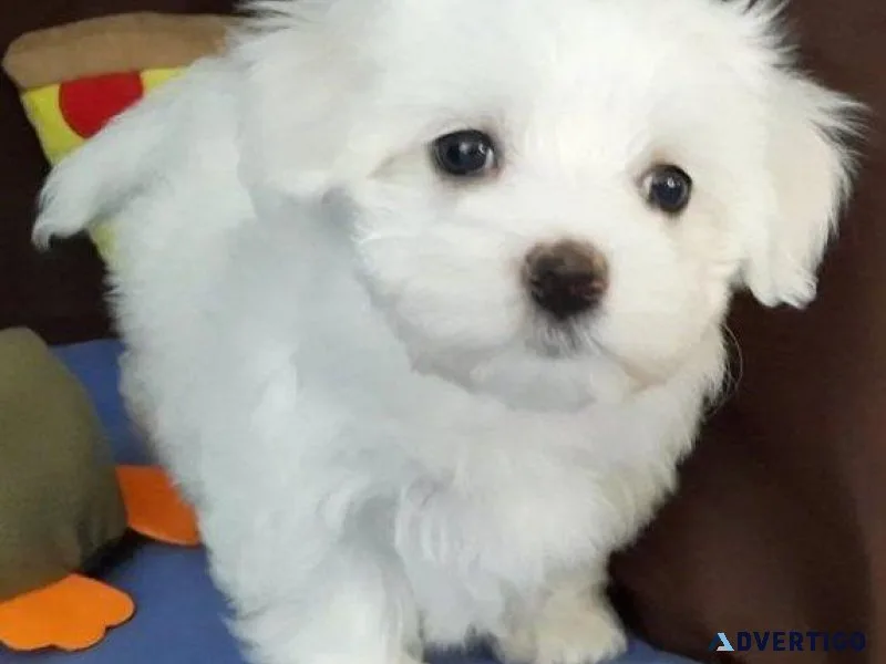 AKC Pure Maltese Puppies