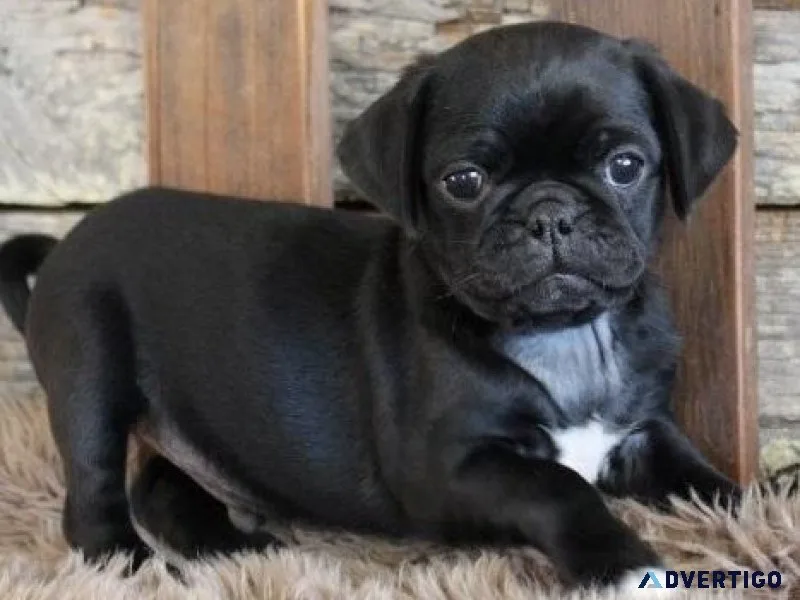Gorgeous Pug Puppies Available For Sale