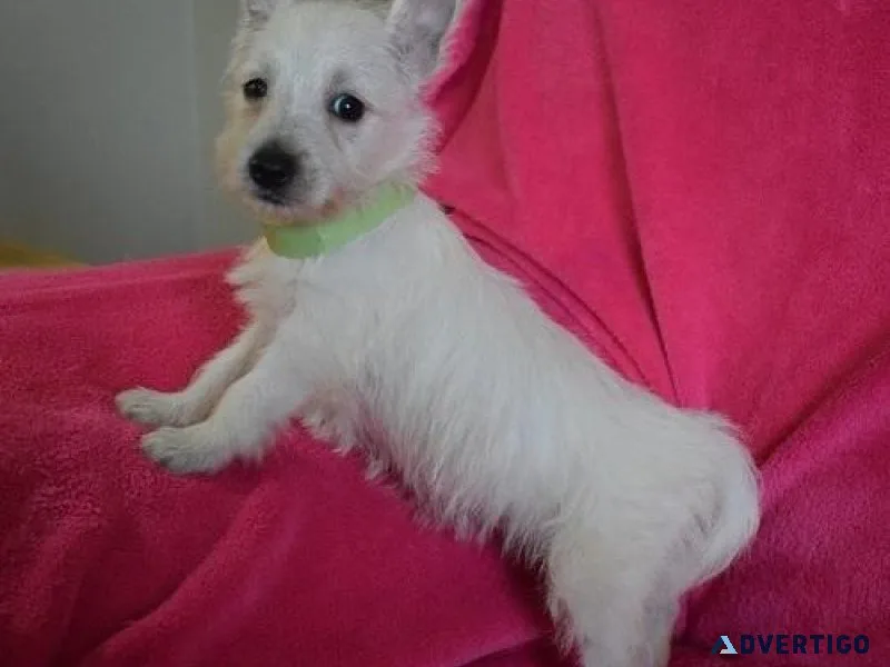 Home raised West Highland White Terrier Puppies