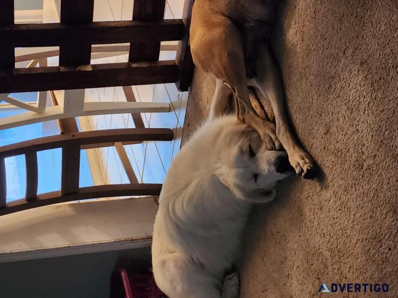 LGD Great Pyrenees