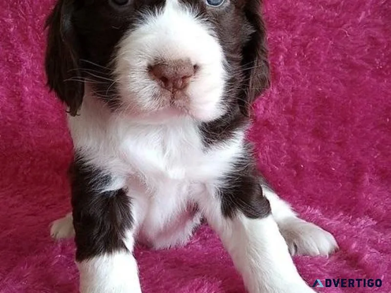 Cute English Springer Spaniel puppies