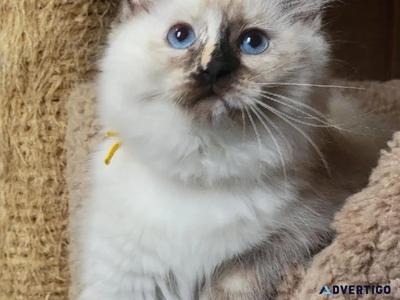 Sweet Boys and Girls Ragdoll Kittens Ready Now For Sale