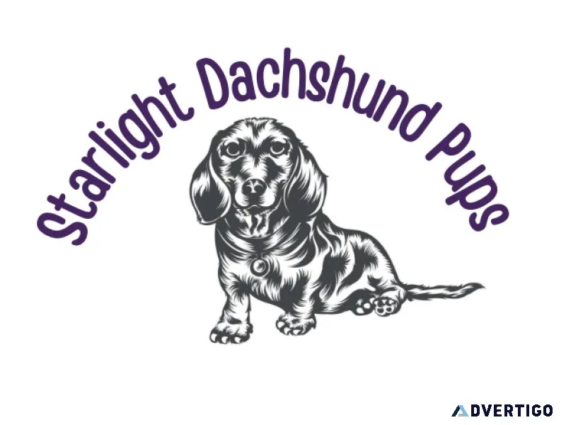 Dapple Dachshund Puppies for Sale Near Me under 300 to 500