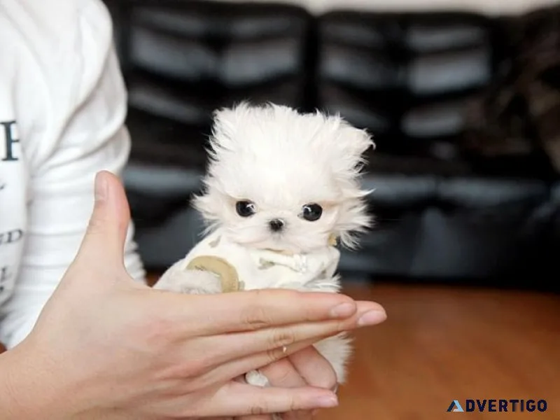 Super Cute Micro Teacup Maltese puppies