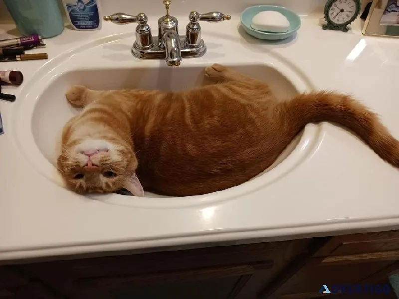 1 12 yr old male tiger cat