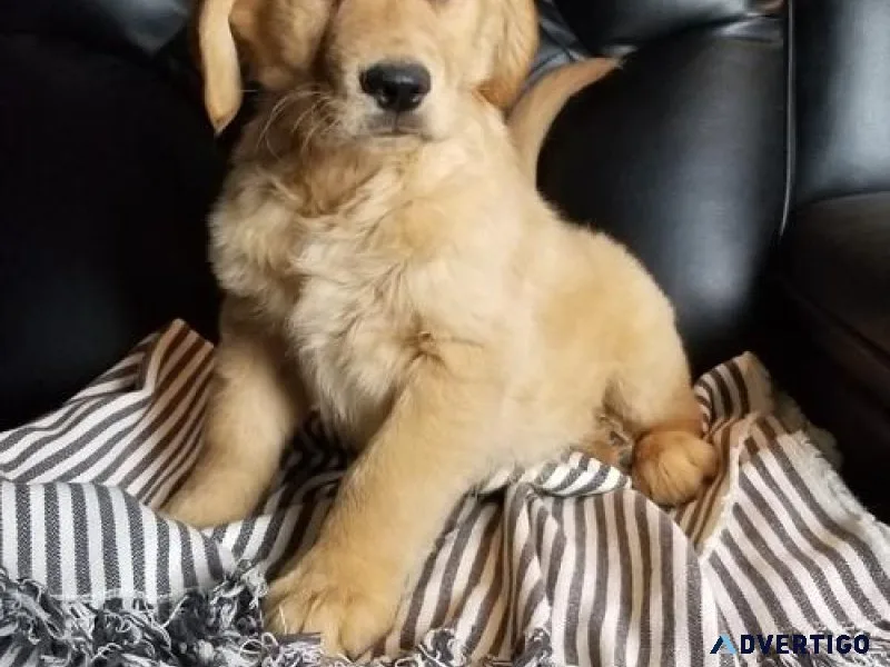 AKC Golden Retriever puppies available.