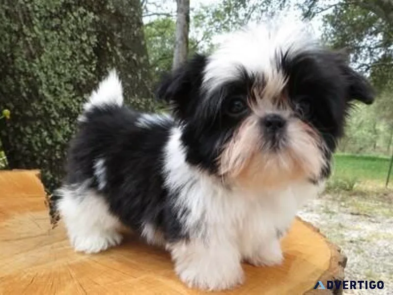 Amazing Shih Tzu puppies available