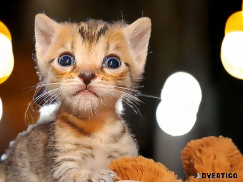 F5 Savannah Kittens