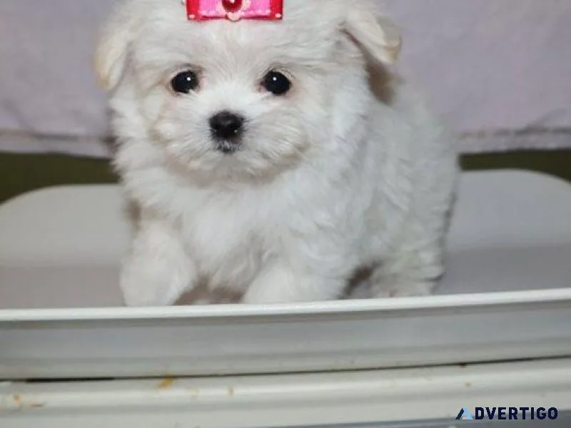 Super Cute Teacup Maltese Puppies