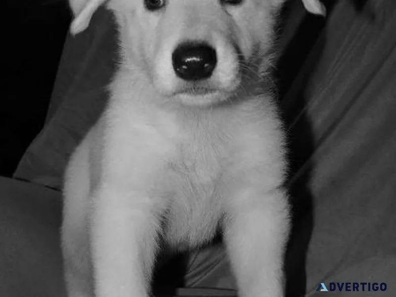 Home raised White Shepherd puppies