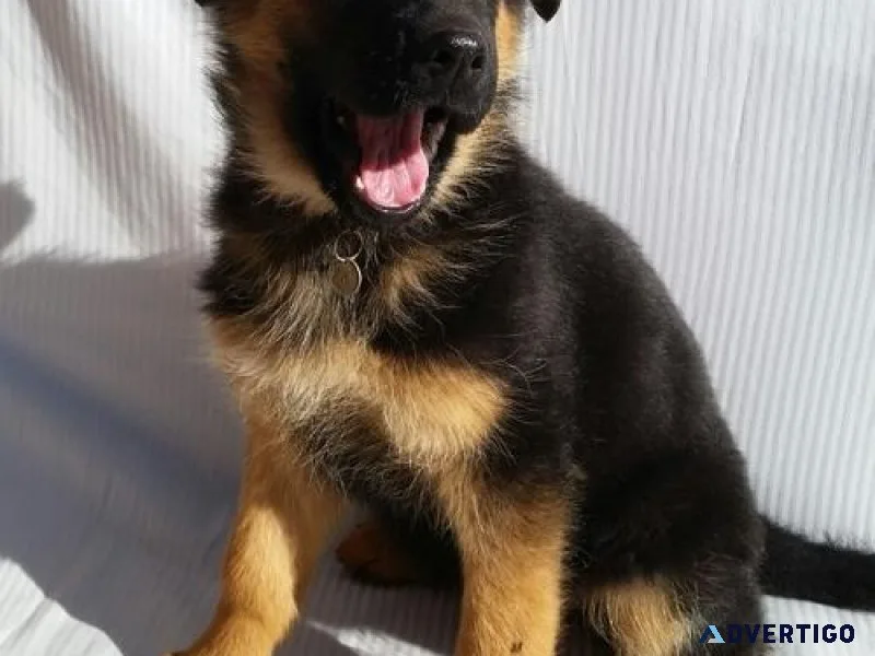 Well Trained German Shepherd puppies
