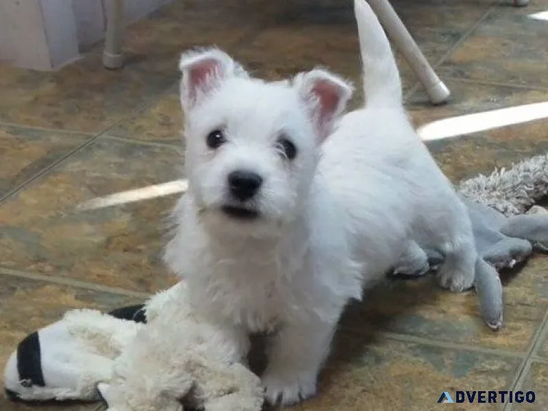 AKC West Highland White Terrier puppies available