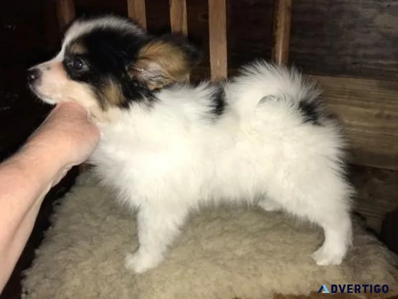 Home raised Papillon Puppies