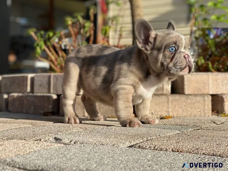 Home Raised French Bulldog Puppies ready to go.
