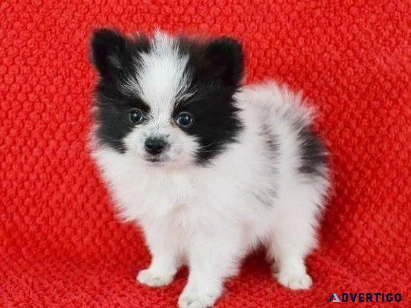Beautiful Pomeranian Puppies