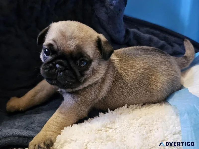 Pug puppies
