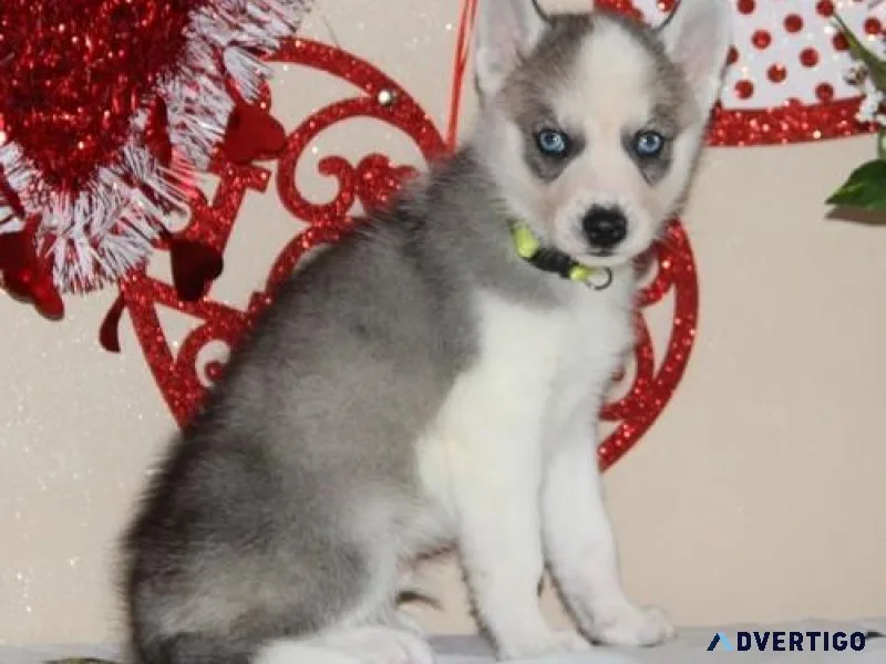 Beautiful Siberian Husky Puppies