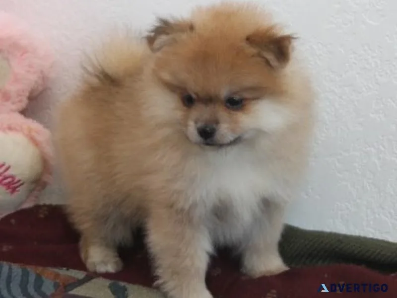 Lovely Pomeranian Puppies.
