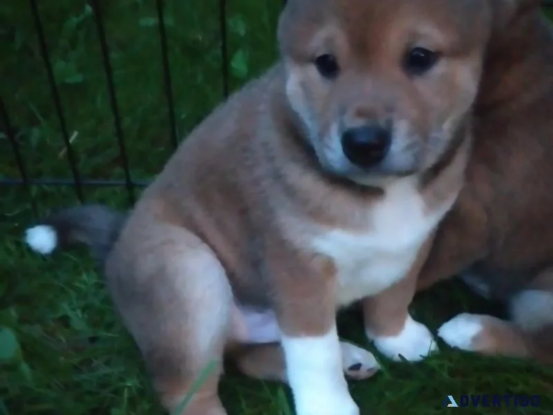 Shiba Inu